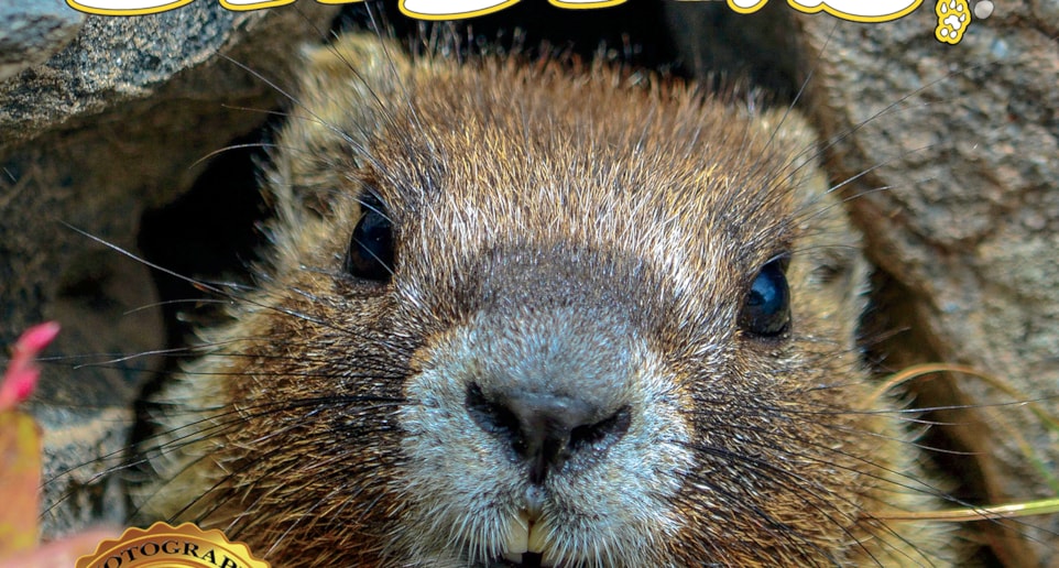 marmot babies